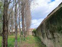 Nuovi alberi al Parco della pace "Terzani"