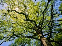 Un albero per San Giuliano Terme